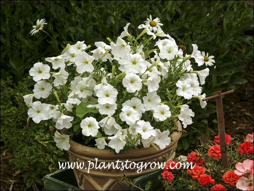 Petunia Madness White